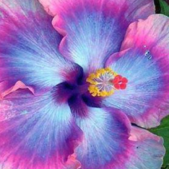 hibiscus202